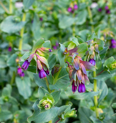 Honeywort