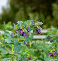 Honeywort