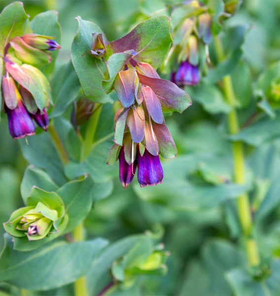 Honeywort