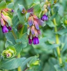 Honeywort