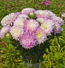 King Size Appleblossom