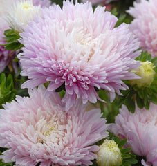 King Size Appleblossom