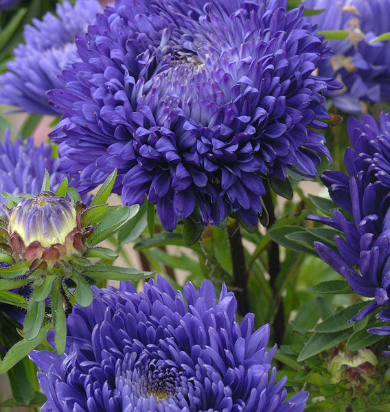 King Size Mid-Blue