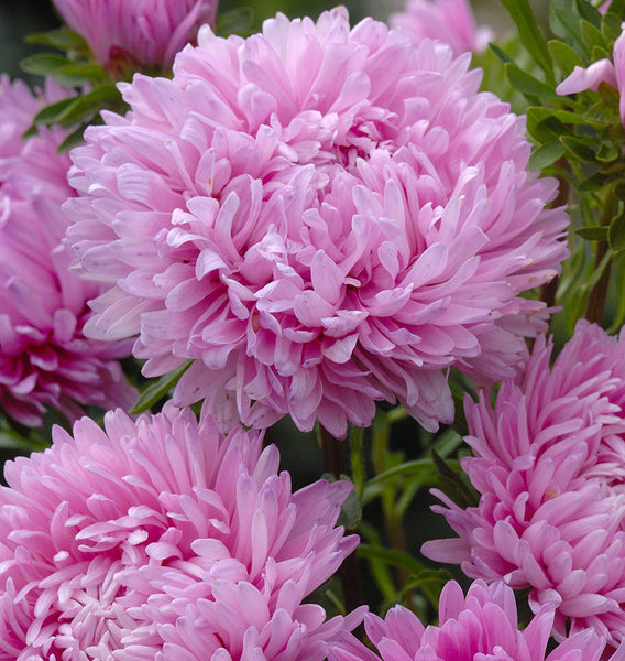 King Size Pink