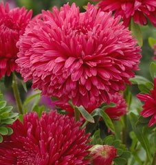 King Size Red