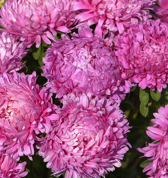 King Size Rose
