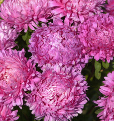 King Size Rose