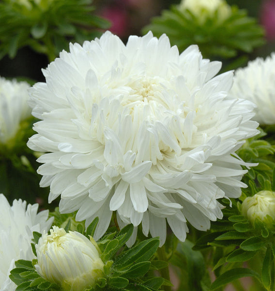 King Size White
