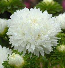 King Size White
