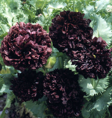 Black Peony