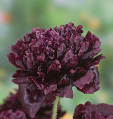 Black Peony