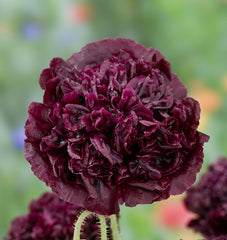 Black Peony