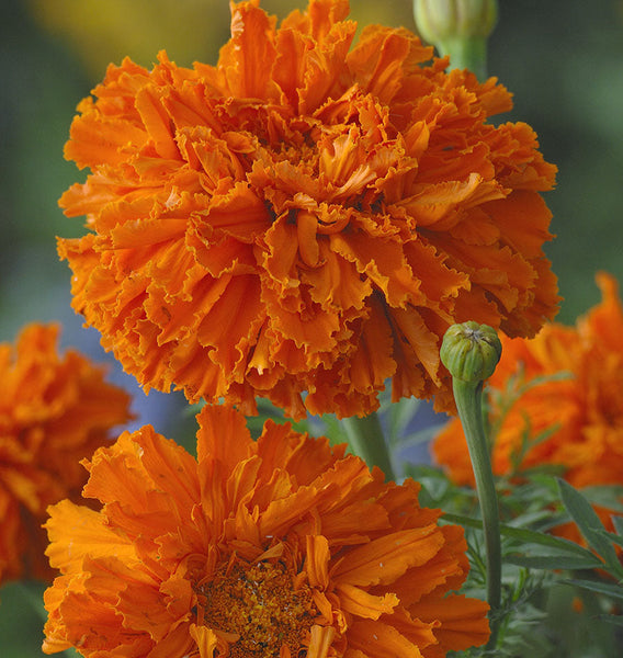 Kees' Orange