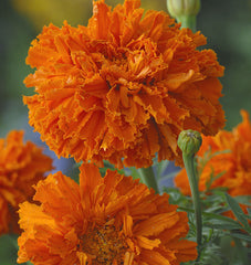 Kees' Orange