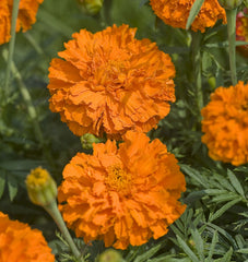 Kees' Orange