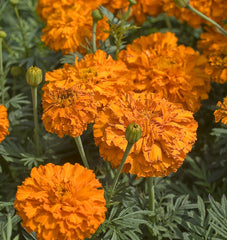 Kees' Orange