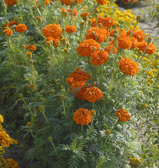 Kees' Orange