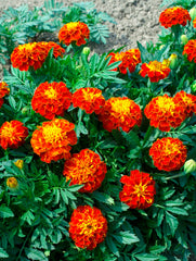 Red Cherry