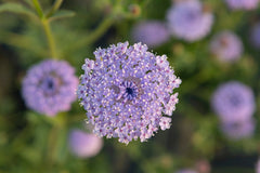 Lace Blue