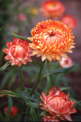 Salmon Rose