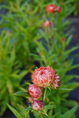 Salmon Rose