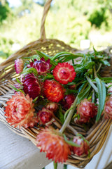 Salmon Rose