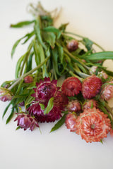 Salmon Rose