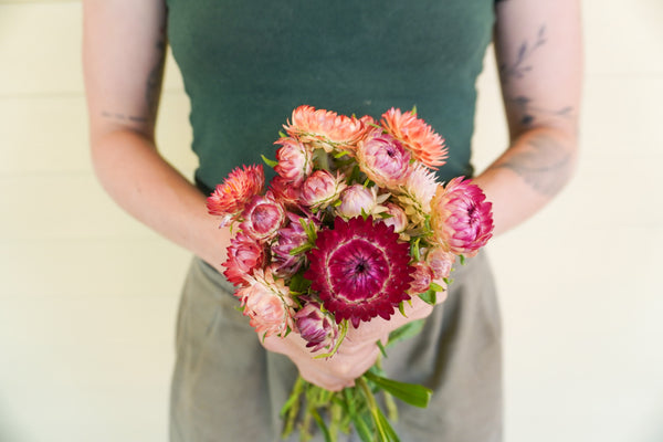 Salmon Rose