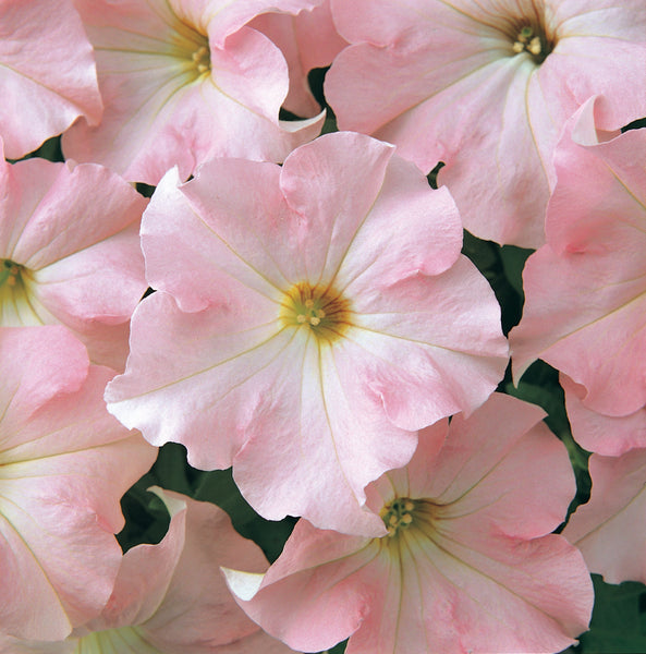 Dreams Appleblossom Pelleted