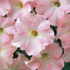 Dreams Appleblossom Pelleted
