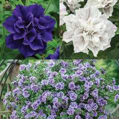 Tumbelina Petunia Collection Petunia