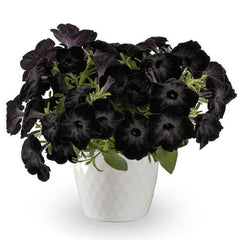 Fun House Black Widow Petunia