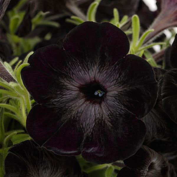 Fun House Black Widow Petunia