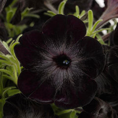 Fun House Black Widow Petunia