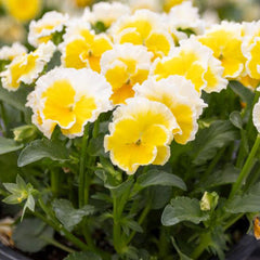 Sunshine Viola