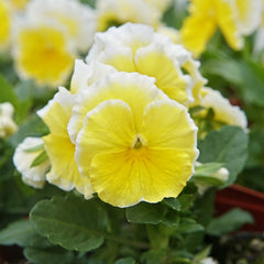 Sunshine Viola