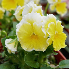 Sunshine Viola