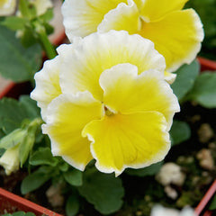 Sunshine Viola