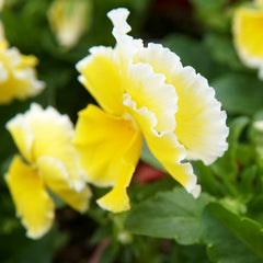 Sunshine Viola