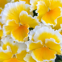 Sunshine Viola