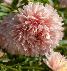 King Size Apricot