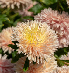 King Size Apricot