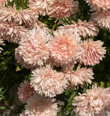 King Size Apricot