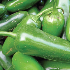Pepper, Jalapeno Early Organic Seeds, 400mg