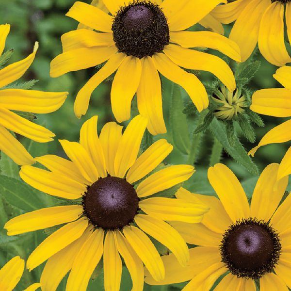 Rudbeckia Hirta, Black Eyed Susan Seeds, 200mg