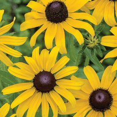 Rudbeckia Hirta, Black Eyed Susan Seeds, 200mg