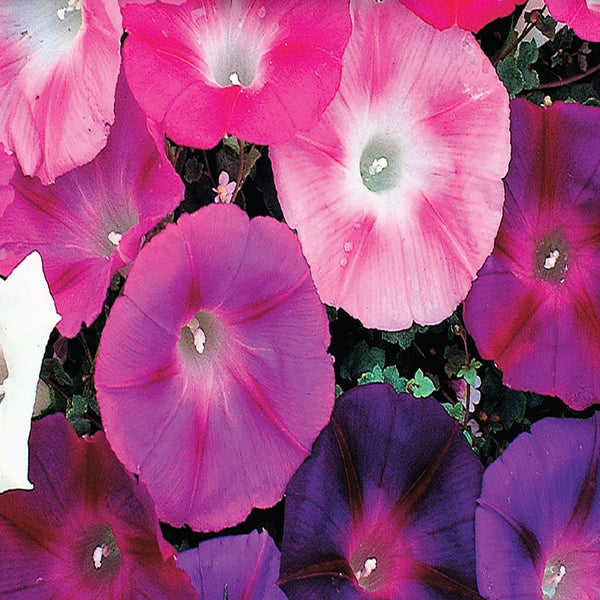 Morning Glory, Choice Mixed Colors Seeds, 2.6g