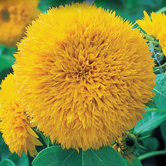 Sunflower, Dwarf Teddy Bear Seeds, 1.9g