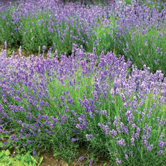 Lavender, Munstead Seeds, 400mg