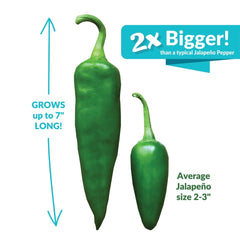 Pepper, Super Nacho Jalapeno Seeds, 200mg